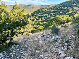 Bird Ln (16)
