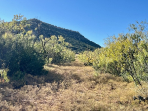 Bird Ln (19)