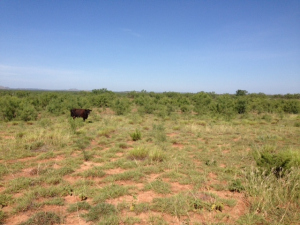 Hwy 158, One mile easement (18)
