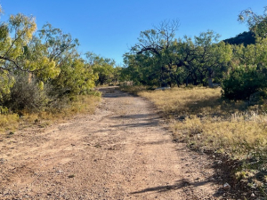 Bird Ln (3)