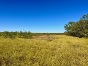 Buffalo Creek Rd (5)