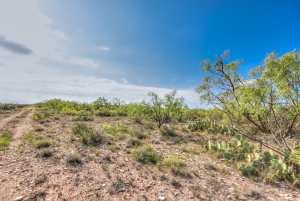 11935 Little Sorrel Trail (35)