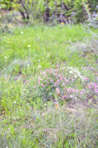 Hwy 36 (43)