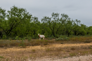 7601 Rychlik Ranch Road (24)
