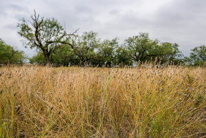 7601 Rychlik Ranch Road (49)