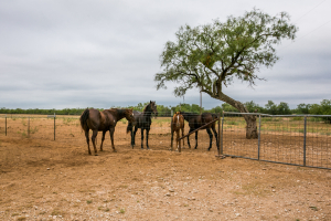 7601 Rychlik Ranch Road (54)