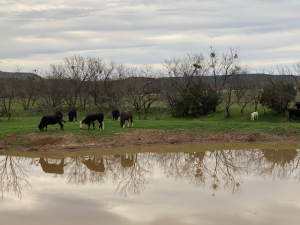 Paint Creek Rd (60)