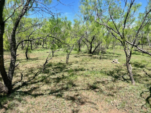 Mitchell County Rd (29)