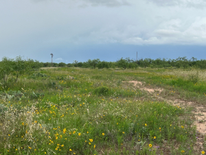 1818 County Road 267 (31)