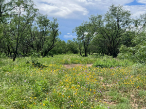 1818 County Road 267 (56)