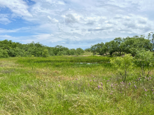 1818 County Road 267 (58)
