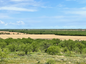1818 County Road 267 (62)