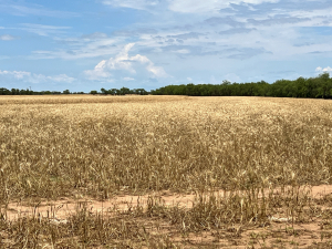 1818 County Road 267 (63)