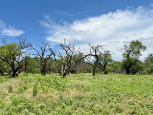1818 County Road 267 (64)